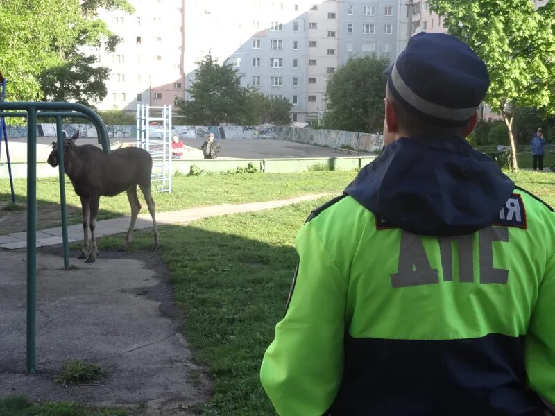 Вело лось. Лосенок Тула. Лоси в Туле. Лось в Тульском дворе. Лось в Тульской области.