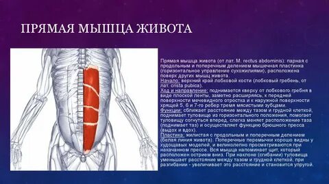 К широким мышцам живота относятся