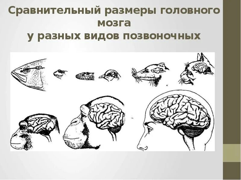 Эволюция мозга. Развитие мозга Эволюция. Эволюционные преобразования головного мозга. Размеры головного мозга.