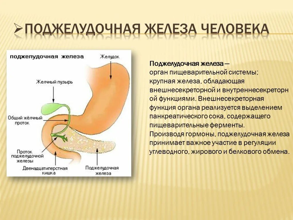 Пищеварительная система поджелудочная железа. Внешняя секреторная функция поджелудочной железы. Поджелудочная железа в пищеварении. Функции поджелудочной железы в пищеварительной системе человека.