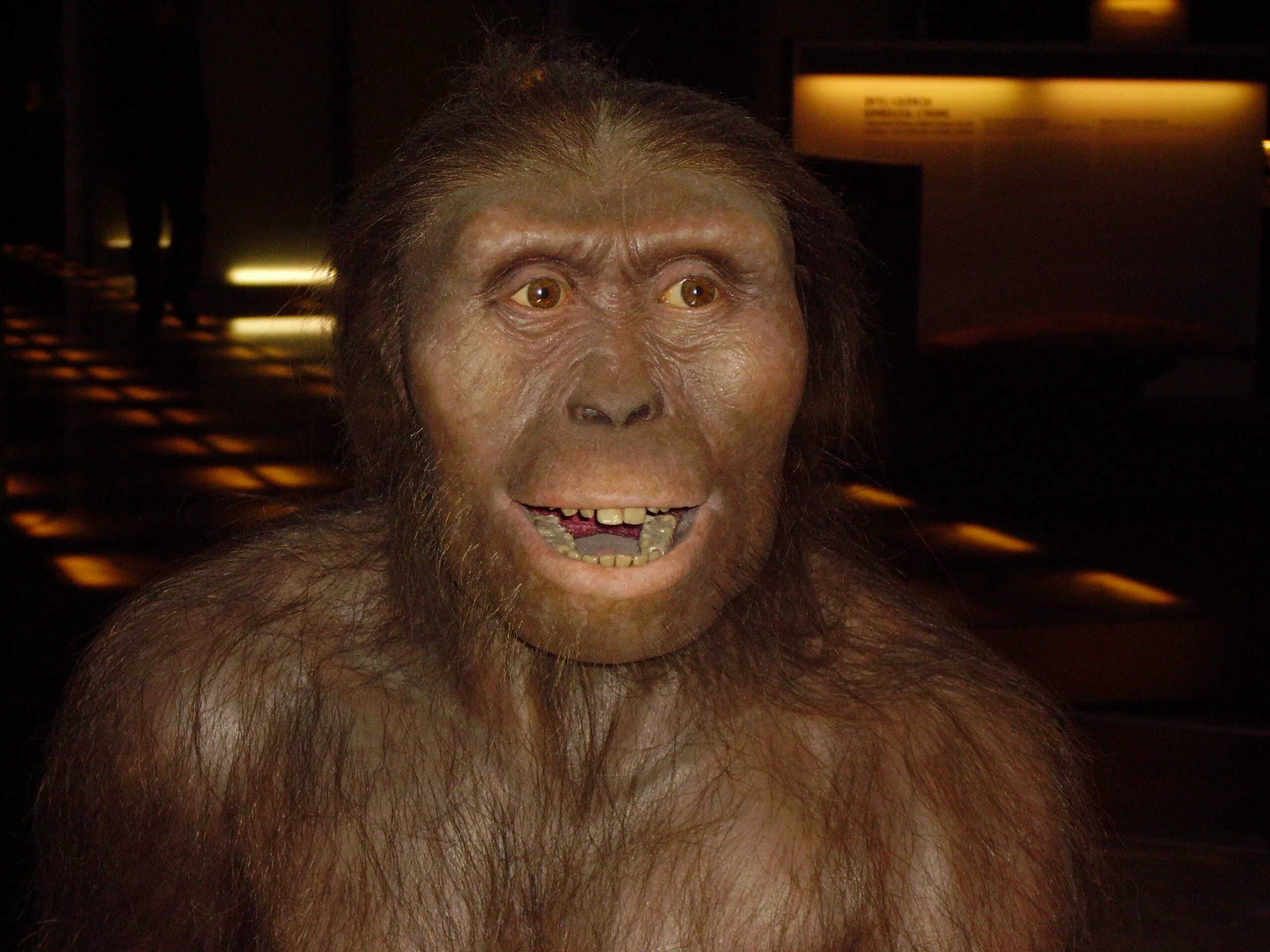 1 предок человека. Австралопитек афарскский. Австралопитек Эфиопский. Australopithecus Afarensis (австралопитек афарский).