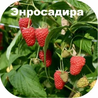 Малина энросадира описание сорта