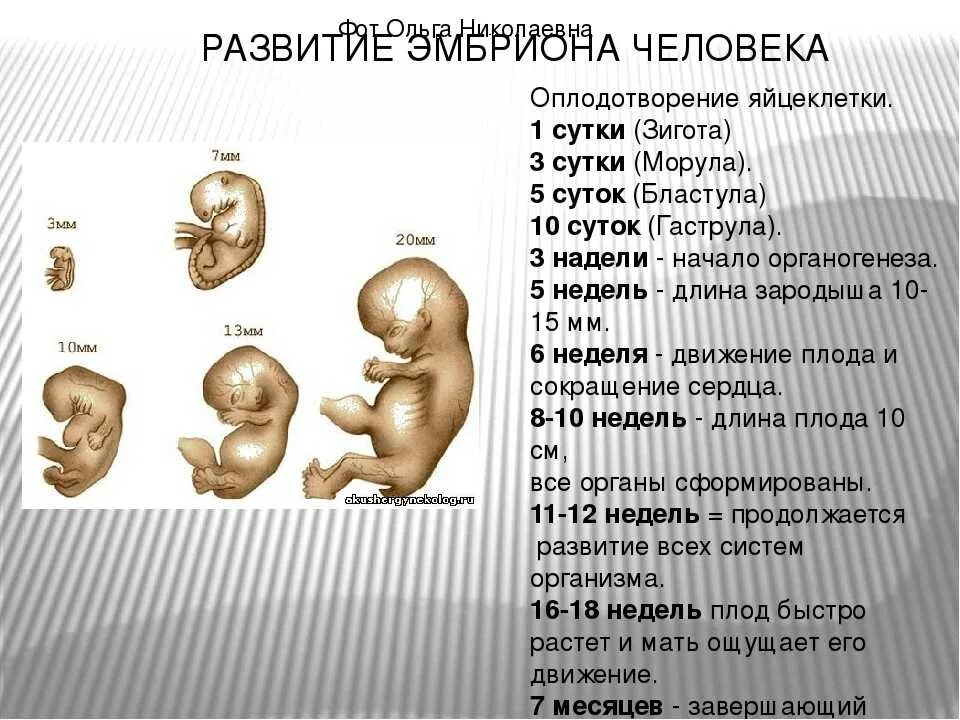 24 неделя развитие. Период развития эмбриона и плода по неделям. Периоды формирования органов у эмбриона. Стадии формирования плода. Формирование органов у зародыша.