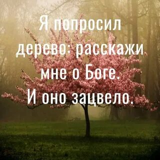 Знаю я что не цветут там чащи
