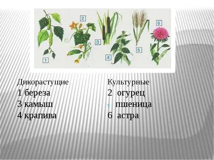 Видеоурок культурные и дикорастущие растения 2 класс