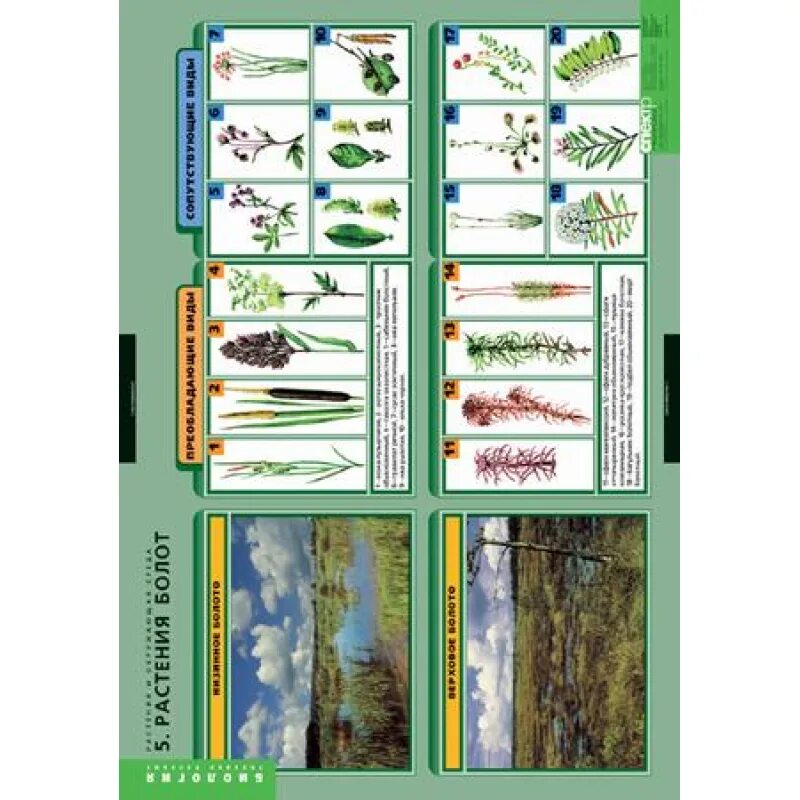 Таблица болот растения. Комплект таблиц "растения и окружающая среда" (7 таблиц). Ярусы болота. Растения болота по ярусам. Ярусы растений в болоте.