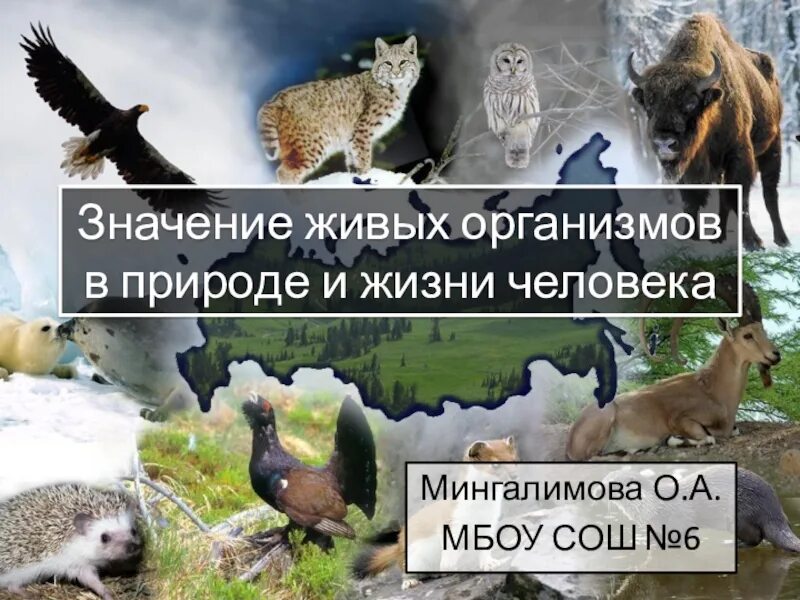 Значение живых организмов в природе. Полезные живые организмы. Живые организмы в жизни человека. Значение живых организмов в природе и жизни человека.