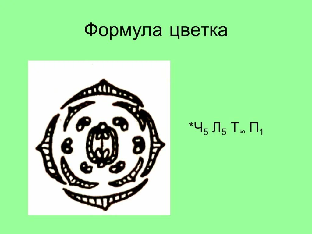 Формулу цветка ч4л4т4 2п1 имеют. Формула цветка ч5л5т. Формула цветка ч5л5т бесконечность п1. Формула цветка *ч5 л5. Формула цветка ч5л5тбесконечноп1.