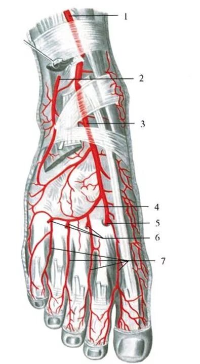 Латеральная подошвенная артерия. Артерии подошвенной поверхности стопы. Тыльная подошвенная артерия. Медиальная подошвенная артерия. Основные артерии стопы