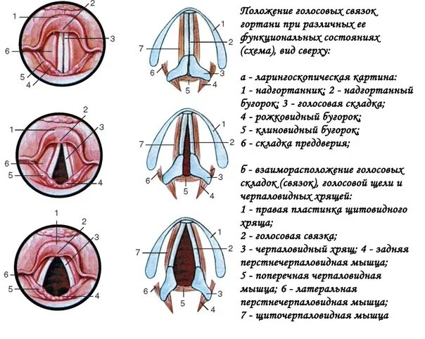 Положение голосовых связок при молчании почему. Гортань строение анатомия голосовые связки. Строение голосовых складок. Голосовые связки анатомия строение. Ларингоскопия гортань строение.