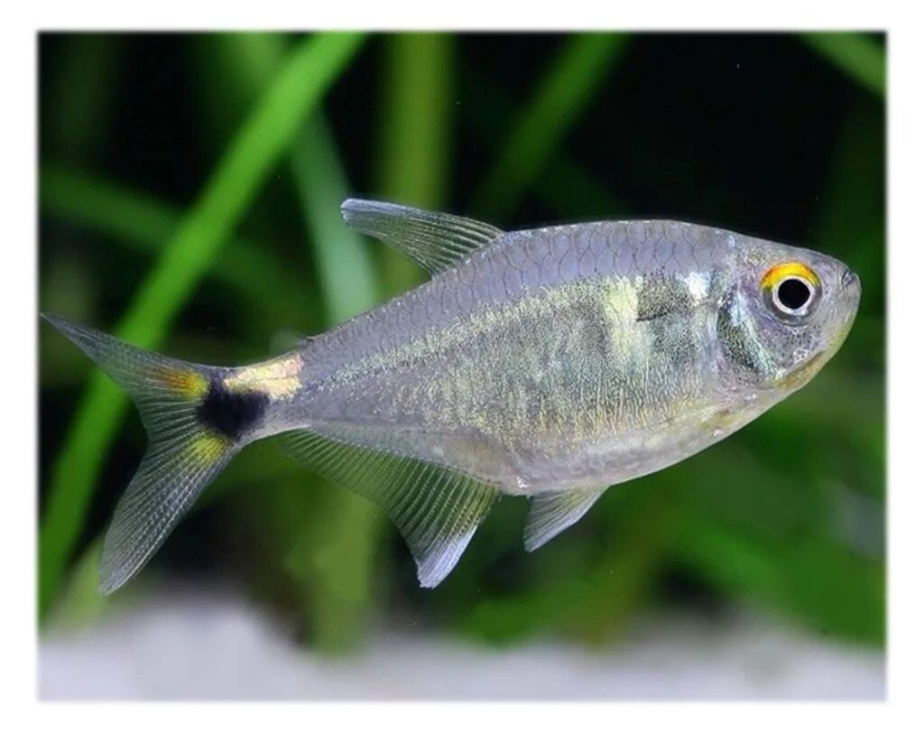 Тетры рыбки фото. Тетра-фонарик (Hemigrammus ocellifer). Тетра Пристелла аквариумная рыбка. Тетра фонарик рыбка аквариумная. Фонариков , хемиграммус оцелифер.