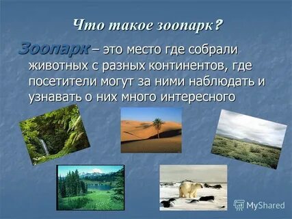 Зоопарк 1 января