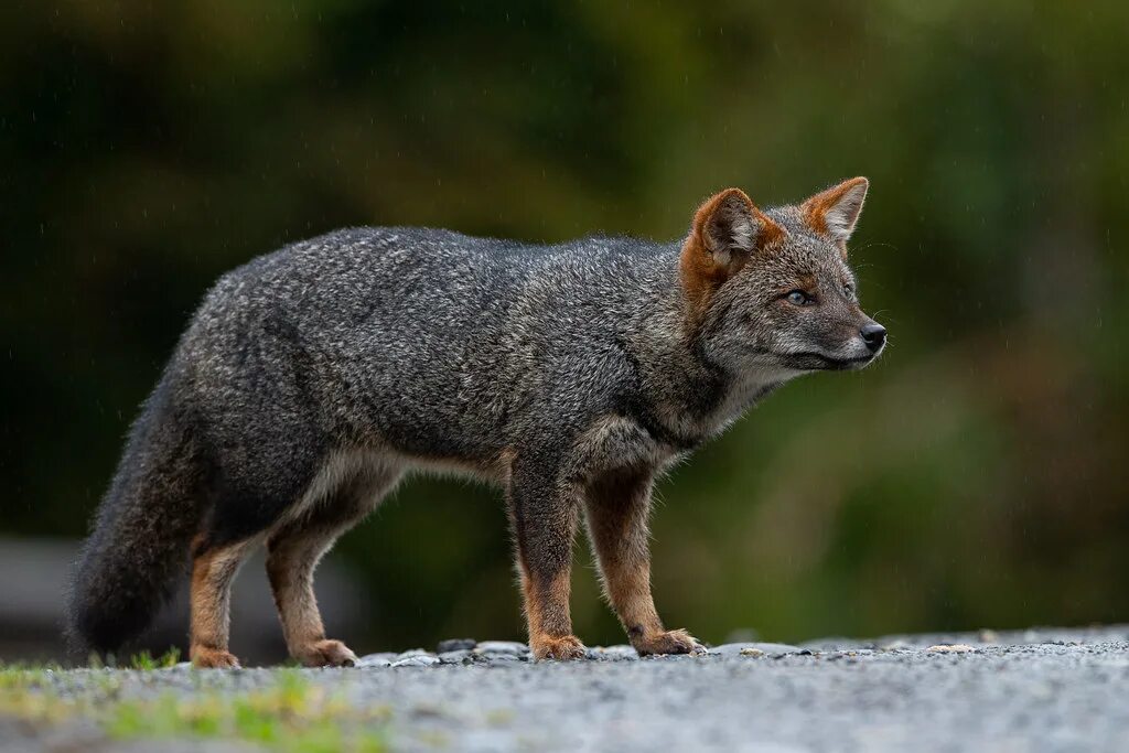 Fox them. Lycalopex fulvipes. Дарвинская лисица. Сечурийская лисица (Pseudalopex sechurae). Pseudalopex fulvipes.