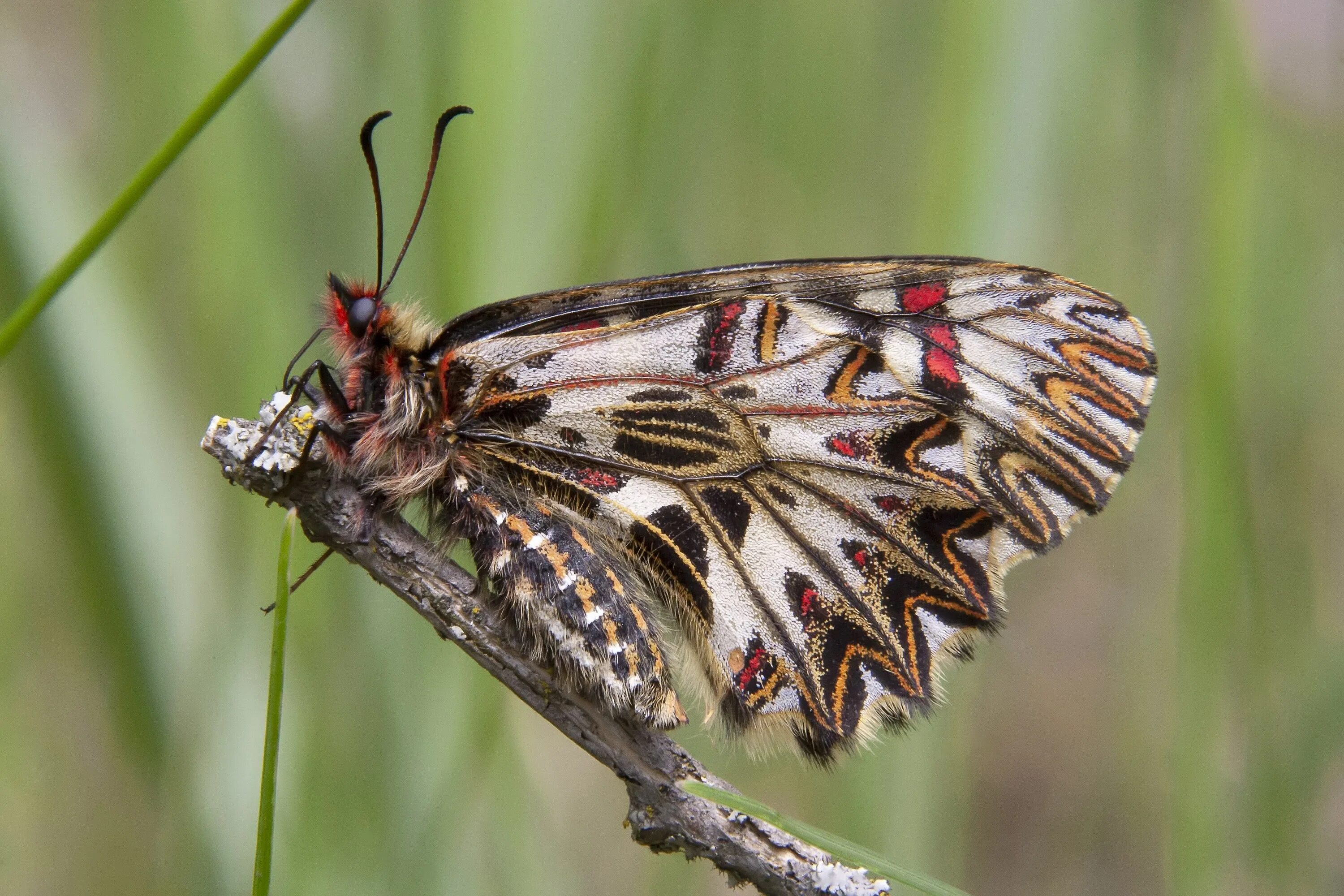Zerynthia polyxena гусеница. Zerynthia polyxena. Зеринтия поликсена бабочка. Поликсена (zerynthia polyxena, denis & schiffermüller, 1775). Eryphanis polyxena.