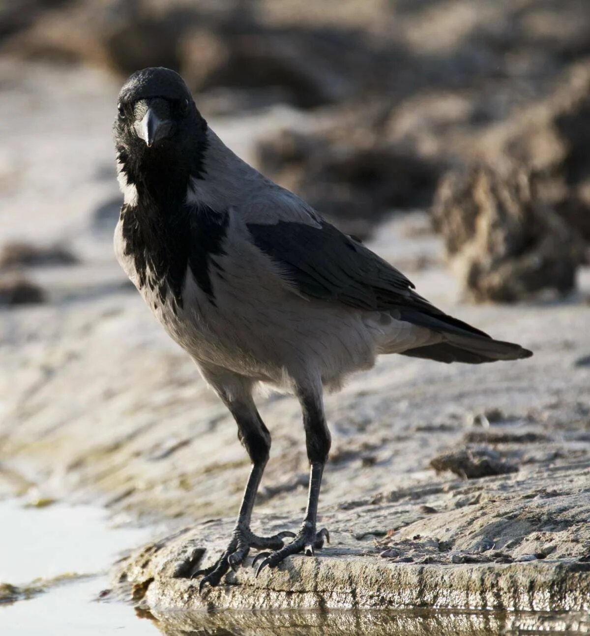 Поведения серых ворон. Се́рая воро́на Corvus cornix. Серая ворона птица. Серая ворона оседлая. Серый ворон птица.