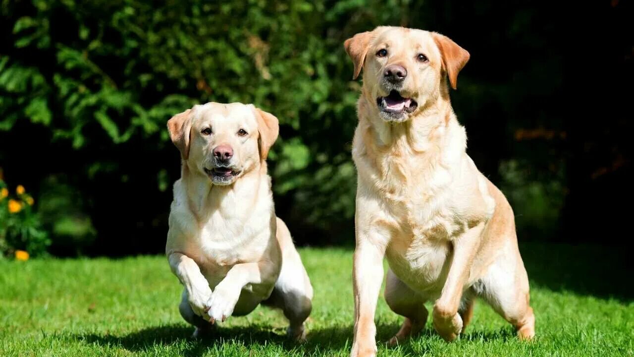 Dog pairing