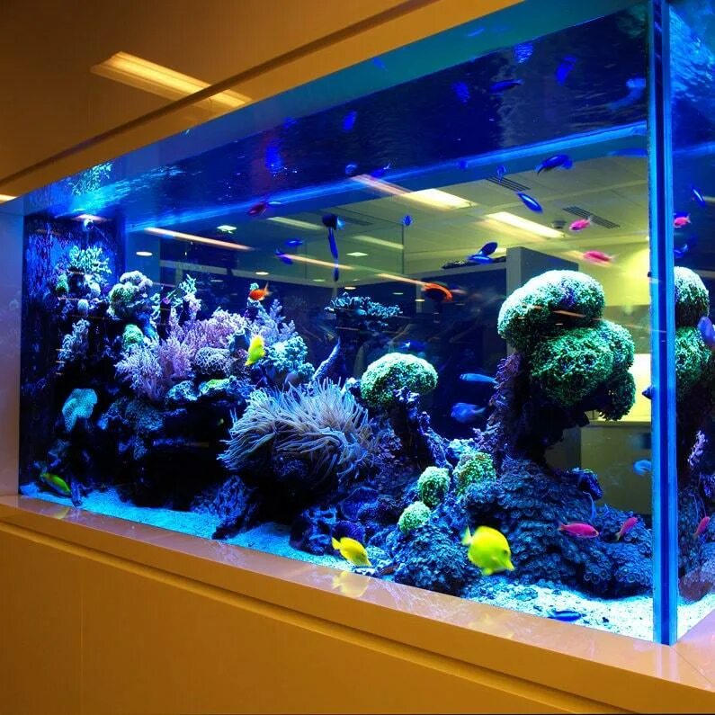 Купить живых аквариумных рыбок. Рыбки для аквариума. Морской аквариум. Красивые аквариумы. Большие аквариумы.