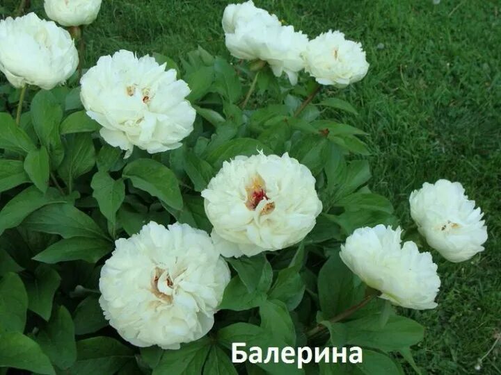 Пион балерина де саваль. Пион quitzin. Пион балерина ито. Пион балерина де саваль. Пион балерина фото.
