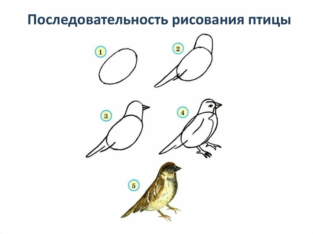 Порядок рисования птицы. Последовательность изображения птицы. Последовательное рисование птицы. Схема рисования птицы. Рисуем птицу поэтапно презентация 2 класс