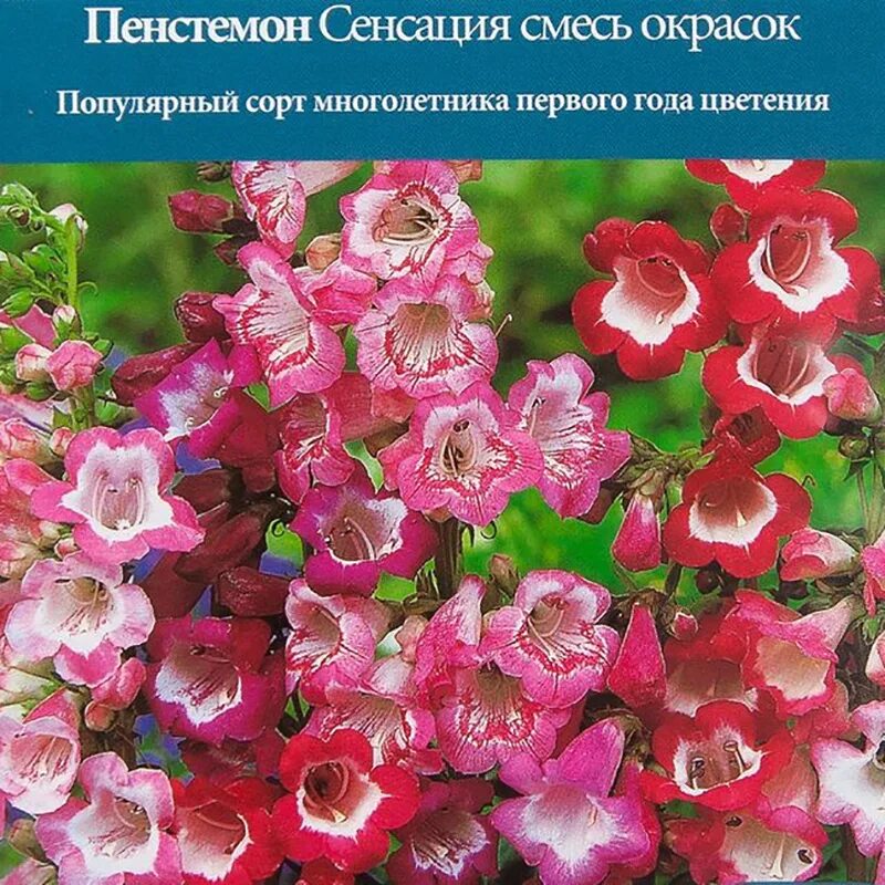 Семена пенстемона многолетнего. Пенстемон гибридный огненное очарование. Пенстемон Хартвега сенсация. Семена Пенстемон Хартвега сенсация. Пенстемон Хартвега сенсация смесь.