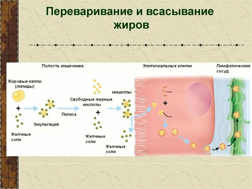 Жировые ферменты. Переваривание и всасывание жиров. Схема переваривания жиров. Переваривание и всасывание липидов схема. Всасывание жиров схема.