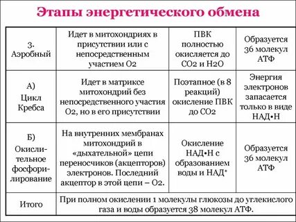 Какие вещества энергетические