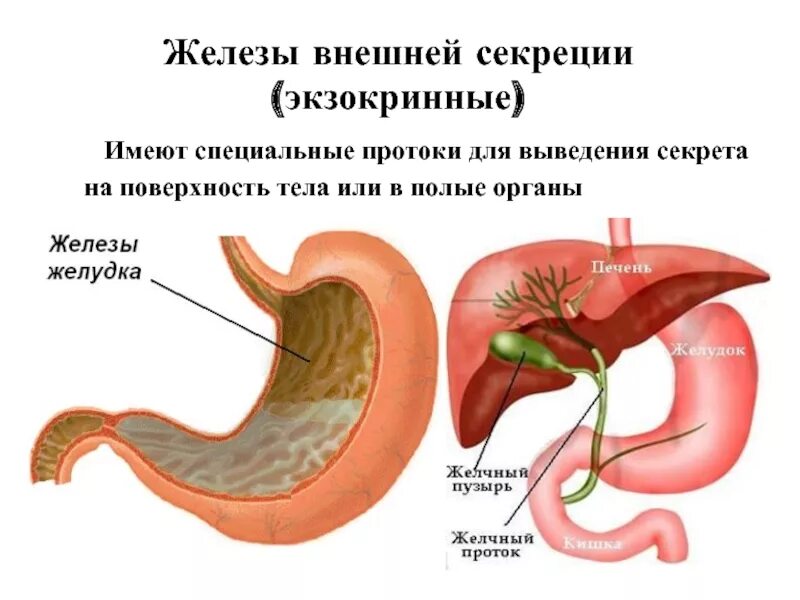Экзокринная секреция синтез