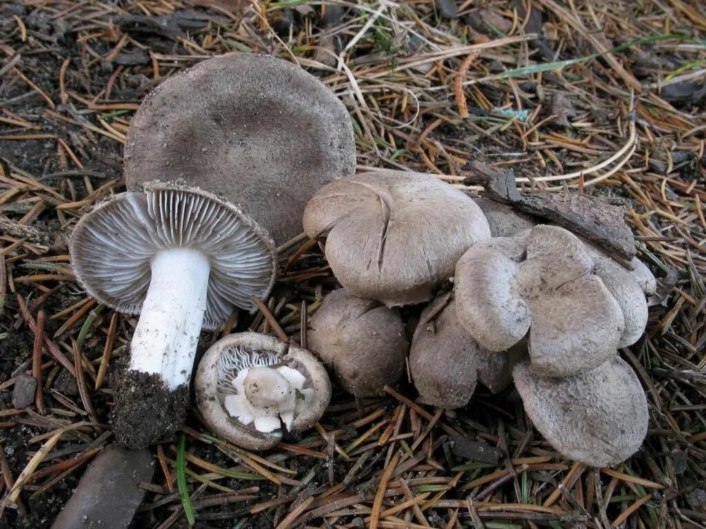 Грибы мышата в крыму как готовить. Рядовка землистая tricholoma terreum. рядовка землистая съедобные грибы. рядовка наземная. гриб черноголовик рядовка.