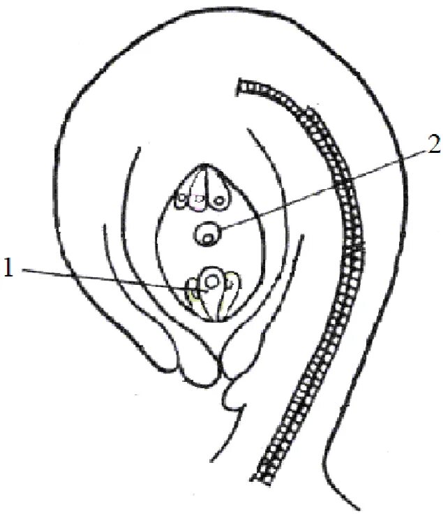 Интегумент семязачатка. Зародышевый мешок семязачатка. Семязачаток макроспорогенез. Строение зародышевого мешка. Что развивается внутри семязачатка зародышевый мешок