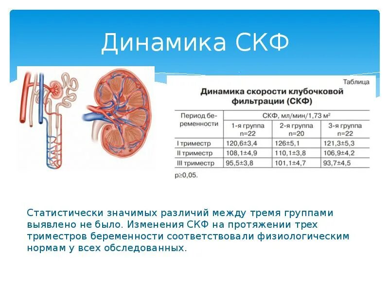 Белок при пиелонефрите. Клубочковая фильтрация почек норма. Клубочковая фильтрация почек норма у детей. Клубочковая фильтрация норм анализа. Скорость клубочковой фильтрации норма.