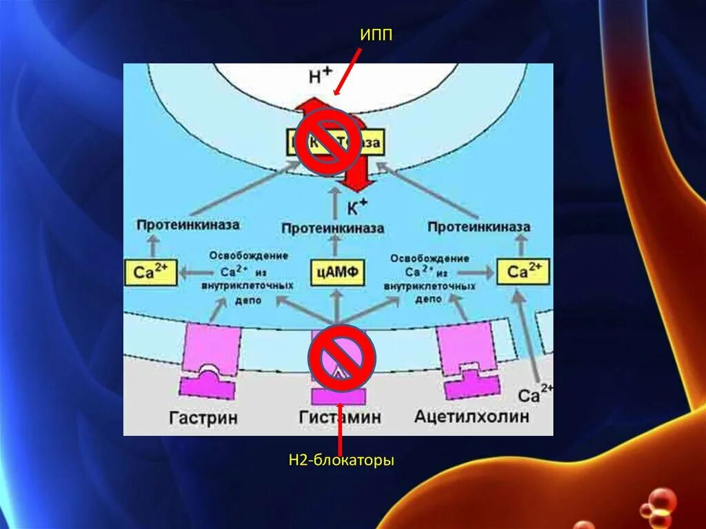 Ингибиторы протонной помпы. Ингибиторы протоновой помпы для детей. Блокаторы протонной помпы для детей. Н2-антагонисты и ингибиторы протонной помпы. Ингибиторы протонной помпы какие