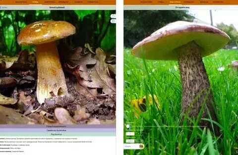 Приложение распознающее грибы