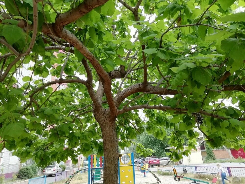 Катальпа в краснодаре. Катальпа шаровидная. Катальпа бигнониевидная (catalpa bignonioides). Катальпа бигнониевидная (catalpa bignonioides). Катальпа в краснодаре.