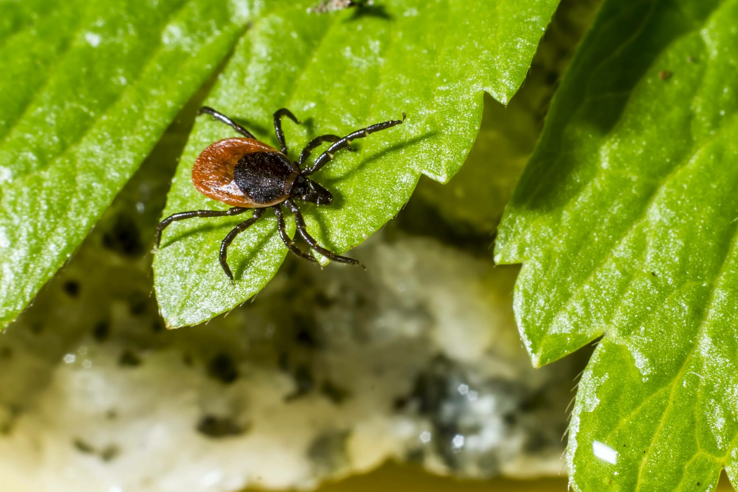 Кто ест клещей в природе. Ixodes Ricinus. Клещ в лесу. Травяной клещ. Клещ в природе.