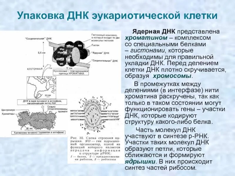 Эукариотическая клетка молекула днк. Упаковка ДНК эукариот. Упаковка хроматина эукариот. Упаковка ДНК В хромосомах у эукариот. Уровни упаковки ДНК В ядре эукариотической клетки.