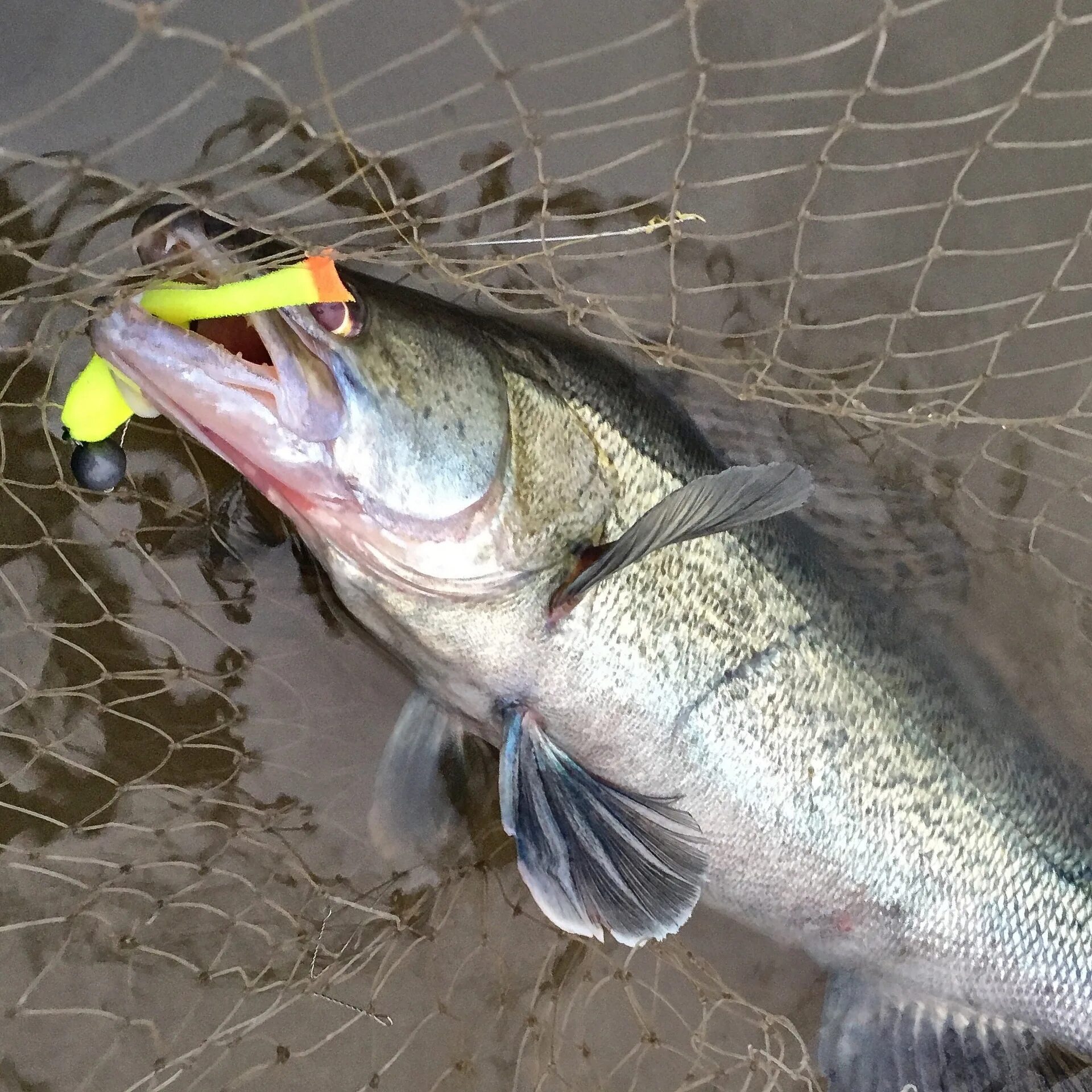 Судак на джиг. Рыба судак ловля. Приманки на судака летом. Ловля судака на донку. Судак щука джиг.