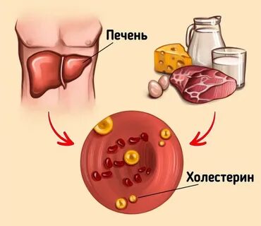В печени много холестерина