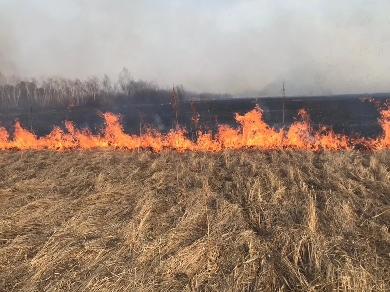 Особый противопожарный режим продлен в Новосибирской области. Травяной пожар. Пожар травы. Лесные пожары.