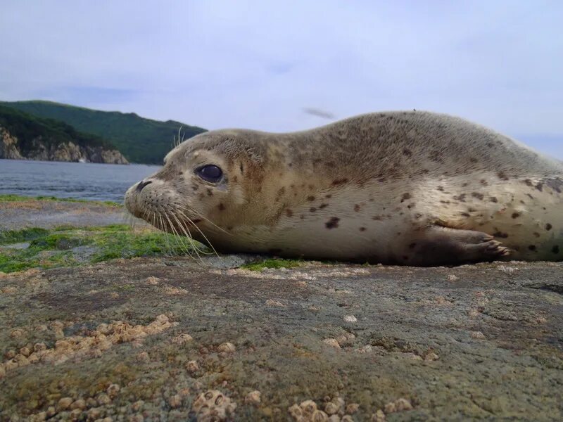 Кроссворды для печати. Пигмент 5 букв сканворд. Пигмент 5 букв сканворд. Пигмент 5 букв сканворд. Кроссворд с вопросами.