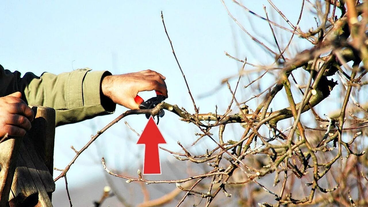 Обрезка плодовых деревьев. Обрезка в октябре. Обрезка деревьев яблони. Обрезка и формирование кроны плодовых деревьев. Обрезанная ветка дерева.