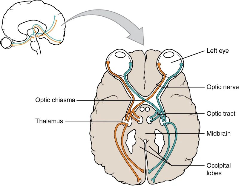 Зрительный нерв (nervus Opticus). Зрительная хиазма анатомия. Хиазма и таламус. Зрительный нерв ,хиазма анатомия. Два зрительных нерва