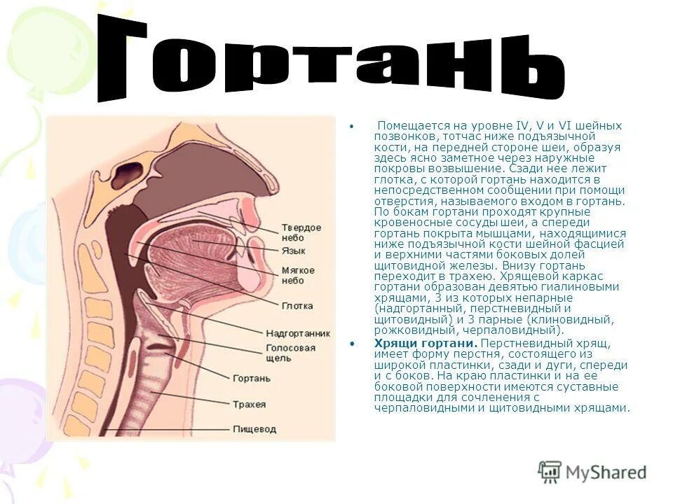 Гортань реферат