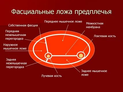 Переднее ложе плеча