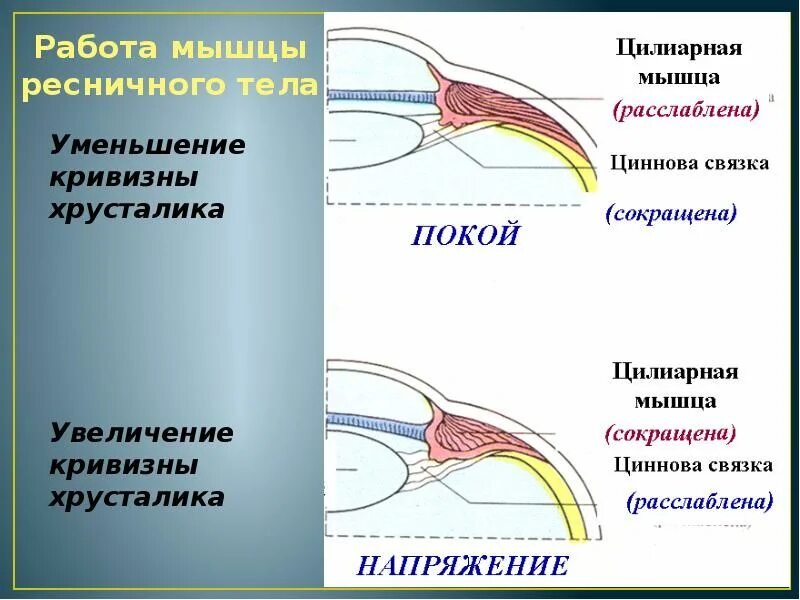 Функция ресничной мышцы. Цилиарная и ресничная мышца. ресничная мышца. мышцы ресничного тела. ресничное тело и ресничная мышца.