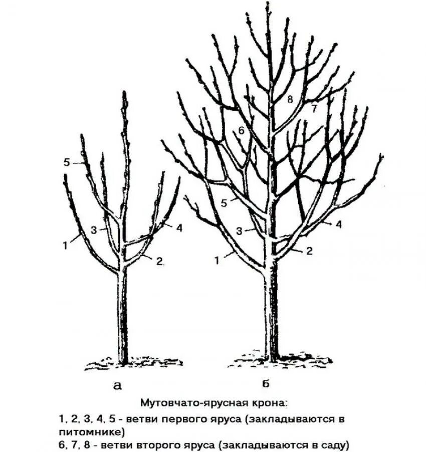 Обрезка молодой яблони весной для начинающих. Обрезка яблони весной схема. Подрезка яблонь весной схема. Схема обрезки яблони весной. Формировка кроны яблони.