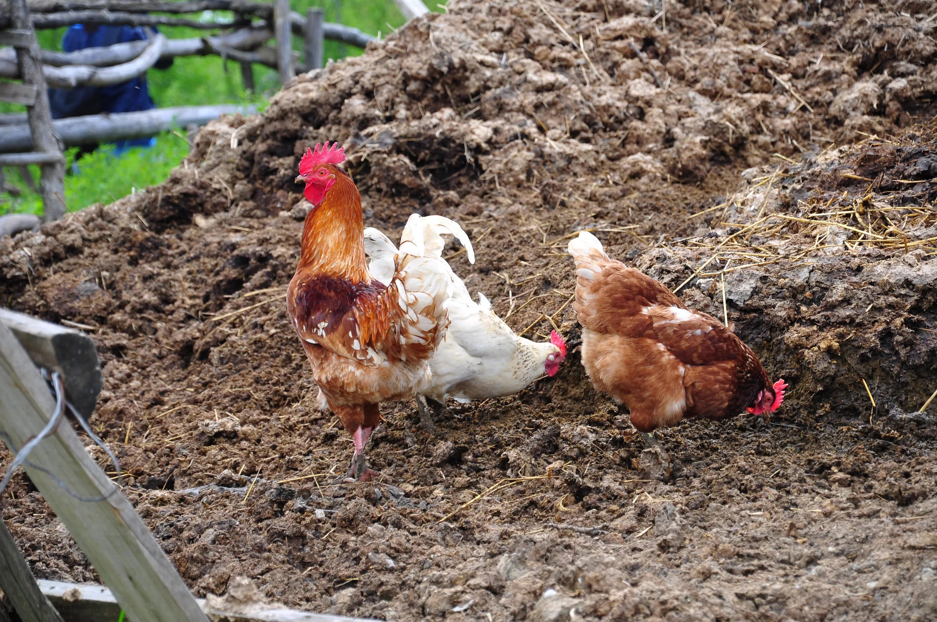 Cock feeding. Куры в навозе. Куры в огороде. Курица на навозной куче. Куры на грядках.