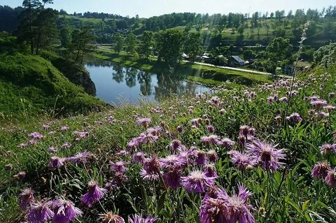 Images 5 РАСТЕНИЙ УРАЛА