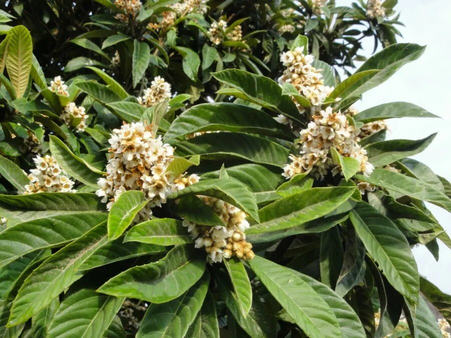 мушмула японская цветет. мушмула цветет. мушмула цветение фото. как цветет инжир фото. мушмула цветение.