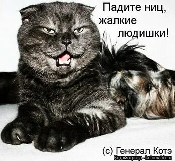 Пал ниц