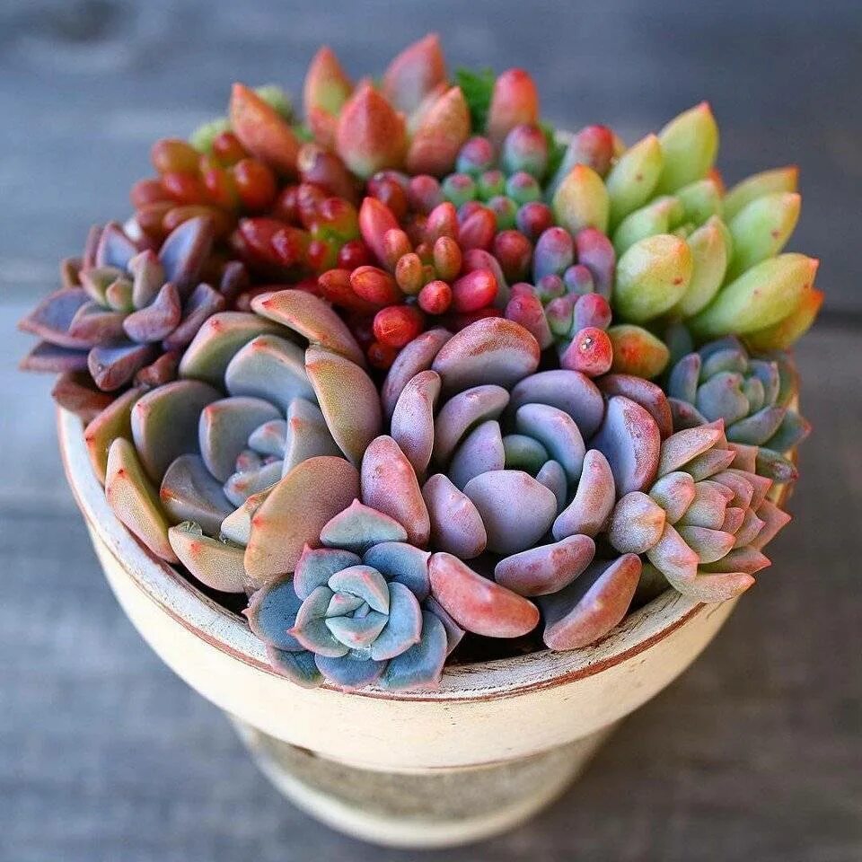 Суккулент эхеверия Echeveria. Эхеверия Магнифика. Кактус эхеверия. Эхеверия пересадка